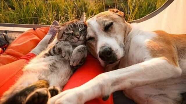 Un cane si gode il tramonto in tenda insieme al suo amico gatto e al suo padrone