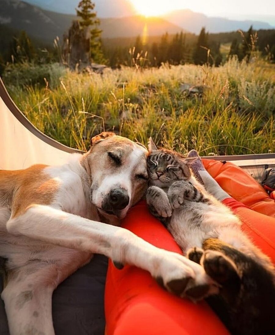 cane e gatto illuminati dal tramonto