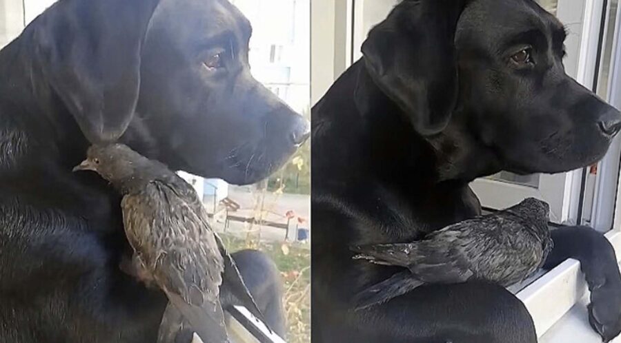 piccione posato su cane nero