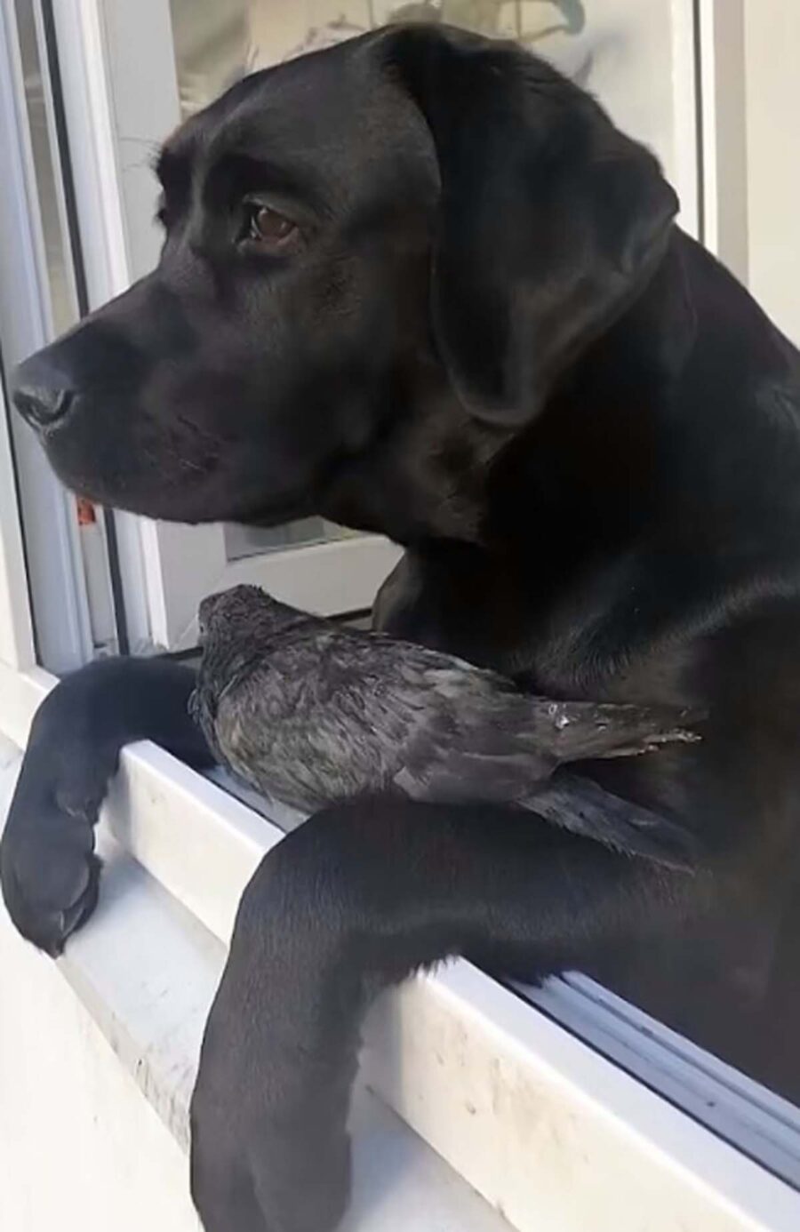 piccione posato su cane nero