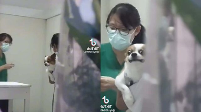 Il cagnolino fa una smorfia durante il vaccino e diventa famoso sul web