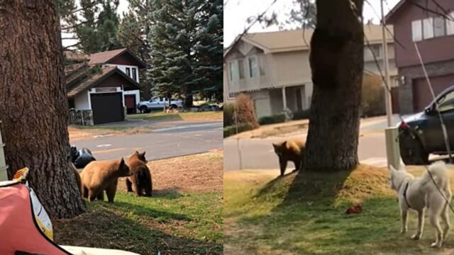 Cane spericolato si avvicina a una famiglia di orsi per giocare con loro