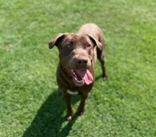 La riconoscenza di Sadie Kate: la cagnolina aspetta sempre il suo padrone