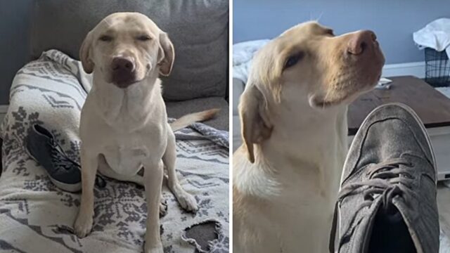 Il cane mastica le scarpe, ma quando la padrona lo sgrida non si pente e le rivolge un sorriso beffardo (VIDEO)