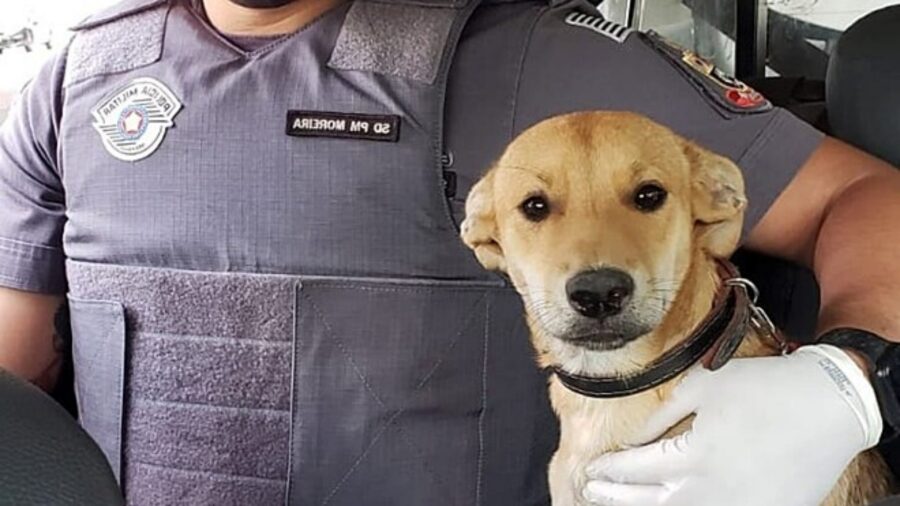 polizzioto con cagnolino