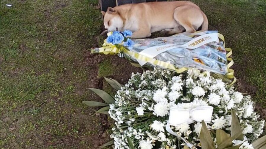 cane dorme sulla tomba funebre dell'uomo