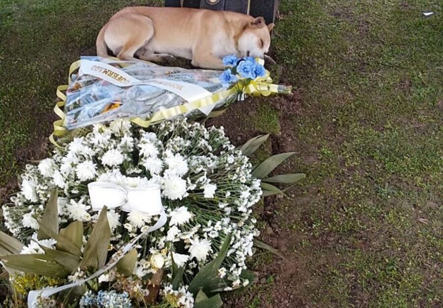 cane dorme sulla tomba funebre dell'uomo