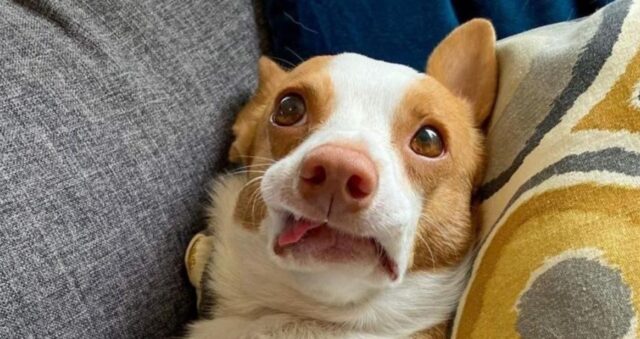 Questo cane ha la reazione più drammatica mai vista per un minuscolo taglio sulla zampa