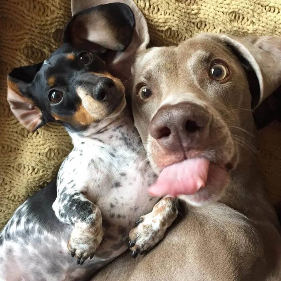 due cani che si fanno selfie
