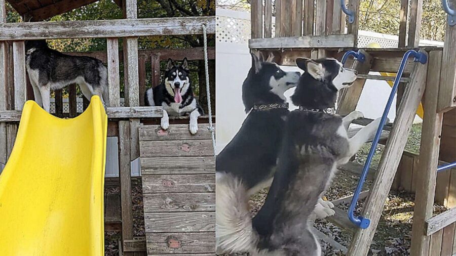 husky si arrampiano in una casa giocattolo