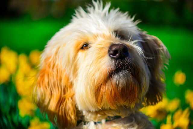 Un uomo celebra il compleanno del suo cane Dood affittando un cartellone pubblicitario in suo onore (VIDEO)