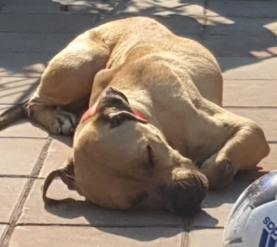 cagnolina pitbull amstaff distesa