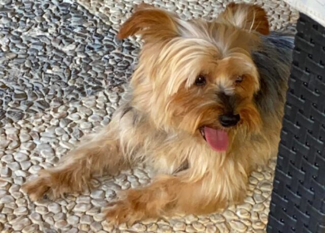 Catanzaro, da diversi giorni si cerca un cane Yorkshire Terrier, nessuno sa dove sia finito Bryan