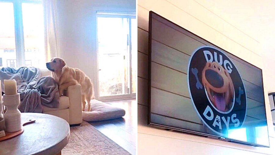 golden retriever guarda la tv