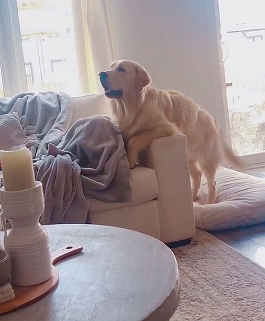 golden retriever guarda la tv