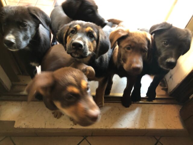 cinque meravigliosi cuccioli cercano casa