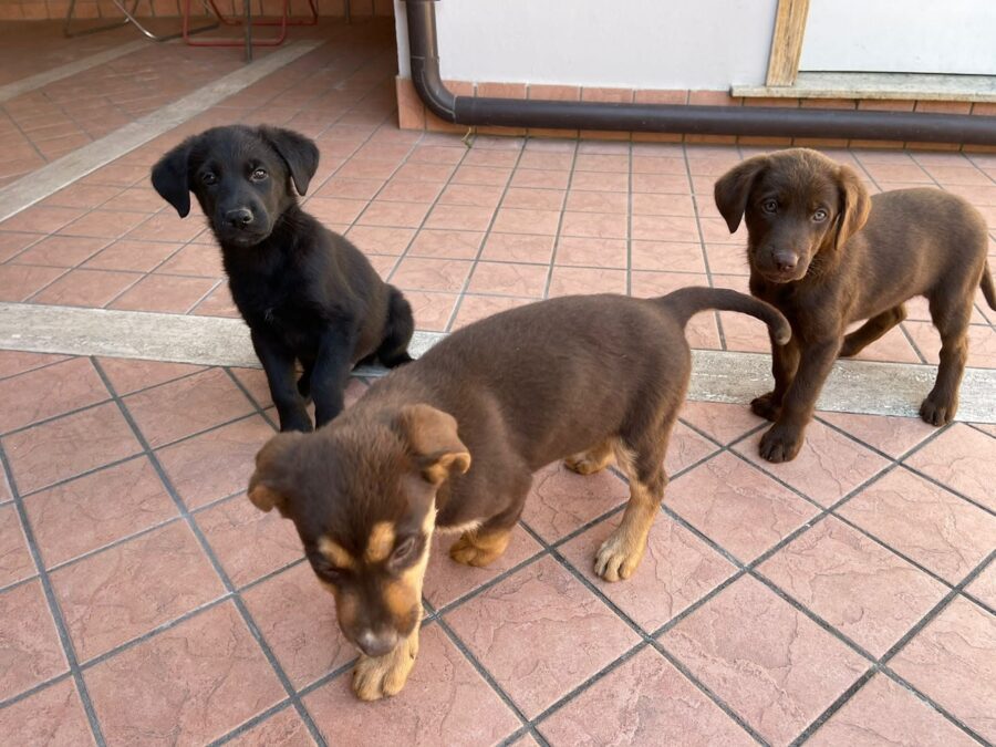 cinque meravigliosi cuccioli cercano casa