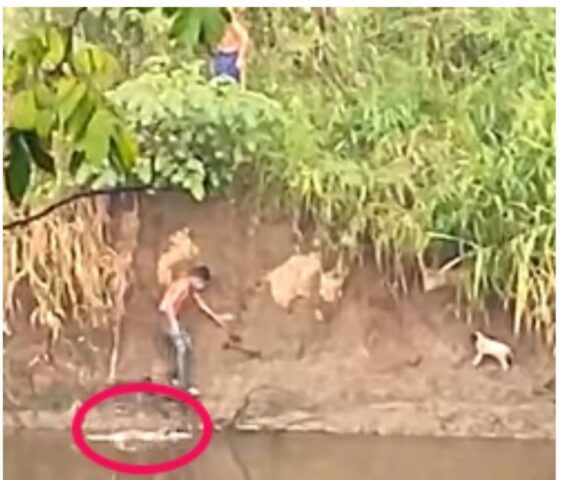 Cucciolo di cane viene salvato dai coccodrilli da dei giovani coraggiosi