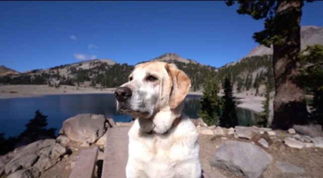 Confuso Labrador sente gli echi per la prima volta (VIDEO)