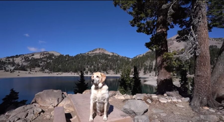 confuso labrador sente gli echi per la prima volta