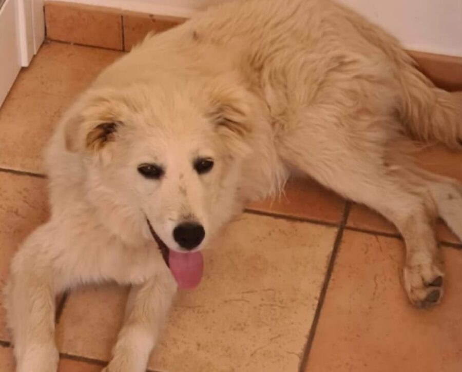 cane pastore abruzzese pelo lungo