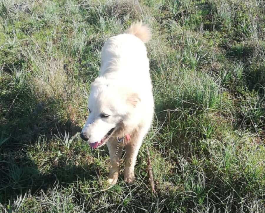 cane bianco cammina su erba