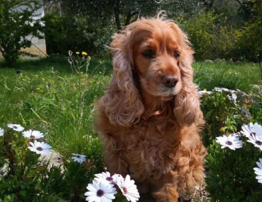 cagnolina cocker spaniel indossa collare