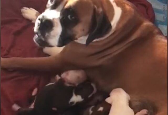 La cucciola di Boxer Maggie ha fatto un errore che sarebbe potuto rivelarsi fatale per il suo cucciolo (VIDEO)