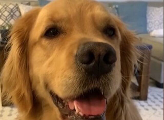 La cucciola di Golden Retriever Ellie fa sorridere con la sua energia (VIDEO)