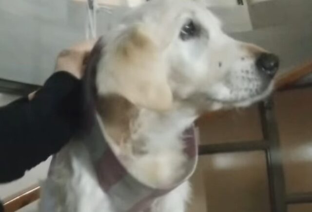 La cucciola di Golden Retriever Lisa ha difficoltà a salire e scendere dalle scale