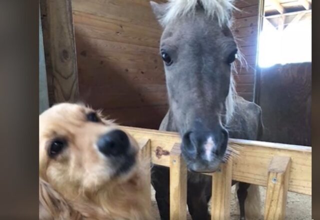 La cucciola di Golden Retriever Molly ha salvato la vita al cavallo Sammy (VIDEO)