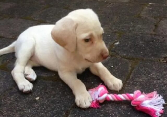 La cucciola di Labrador Retriever Sasha è stata riportata a casa dai suoi rapinatori (VIDEO)