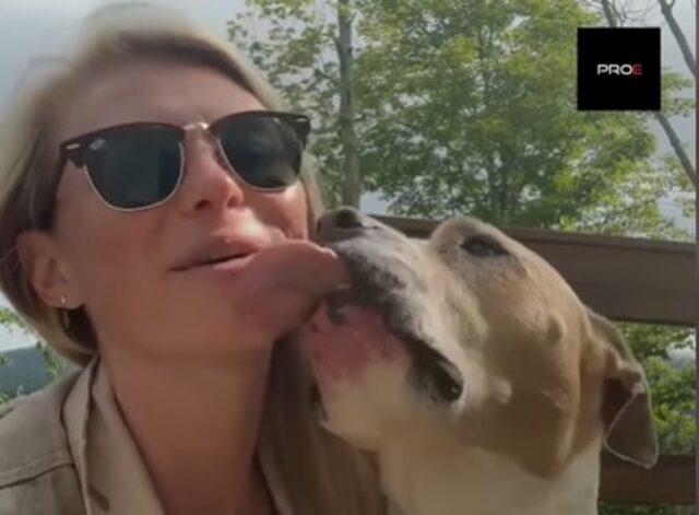 La cucciola di Pitbull Lily Bug ha trovato un’amica e una mamma per la vita (VIDEO)