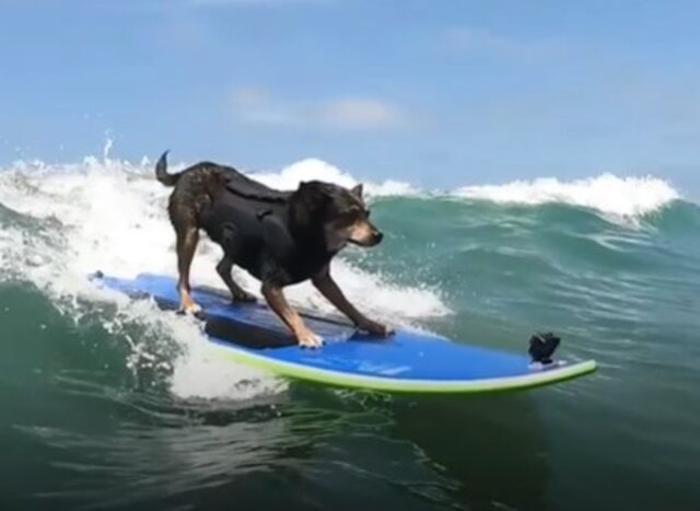 La cucciola di cane Abbie ha conosciuto la felicità grazie al suo proprietario e al surf (VIDEO)