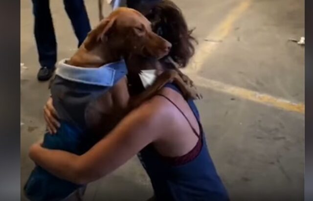 Cucciola di cane Mya e la proprietaria sono di nuovo insieme (VIDEO)