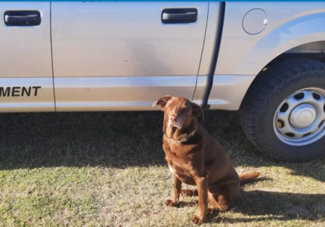 La cucciola di cane Ruby lavora ancora nonostante i suoi dieci anni