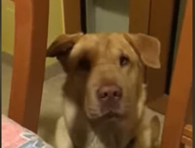 La cucciola di cane Rucola dice la parola “mamma” (VIDEO)