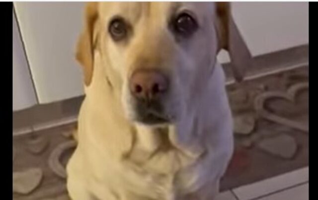 La cucciola di cane Shila e cerca di convincere il proprietario a darle qualche dolcetto (VIDEO)