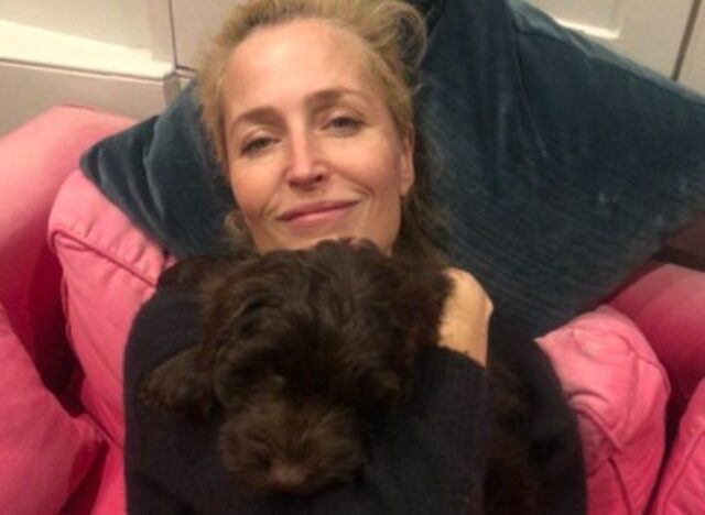 La cucciola di cane Stella è la nuova fidanzata dell’attrice Gillian Anderson