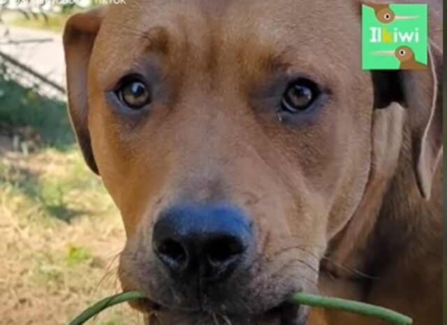 La cucciola di cane Zola trova la tomba della sua defunta nonna umana (VIDEO)