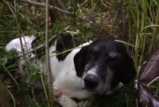 Cucciola di cane nascosta tra i cespugli viene salvata da un uomo. La pelosa nasconde un segreto (VIDEO)