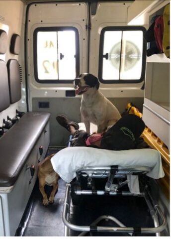 Cuccioli di cane accompagnano il loro padrone in ambulanza