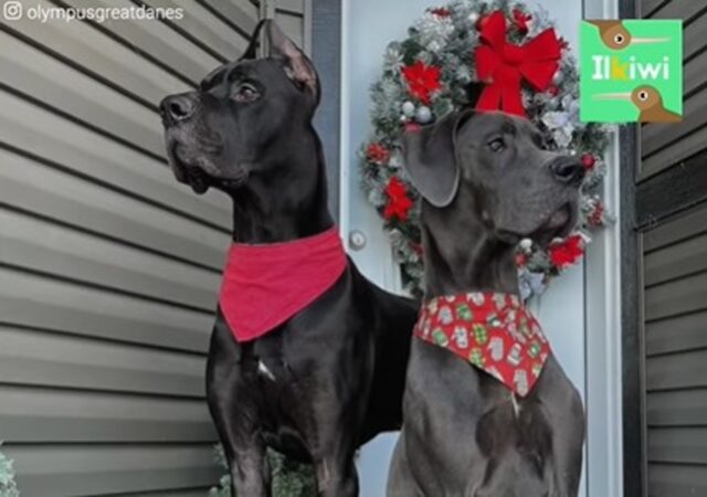 Due cuccioli di Gran Danese hanno conquistato il mondo dei social (VIDEO)