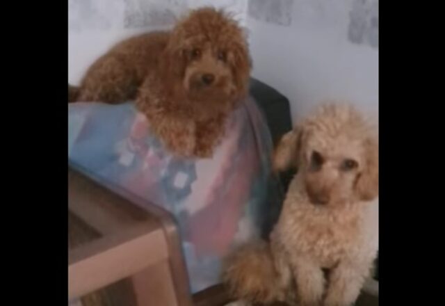 Due cuccioli di barboncino devastano la propria casa e fanno gli indifferenti (VIDEO)