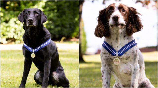 I cuccioli di cane Alfie e AJ sono stati premiati per il loro impegno nella polizia