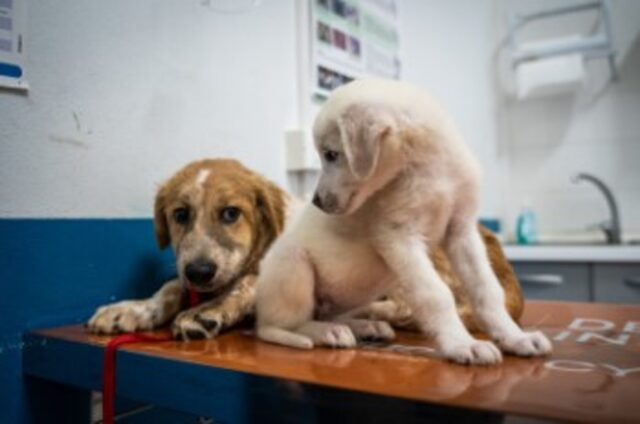 I cuccioli di cane di Catania hanno bisogno di aiuto; Beethoven e Sara cercano casa