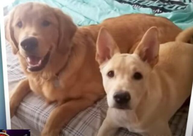 Due cuccioli di cane diventano amici grazie alla loro proprietaria (VIDEO)
