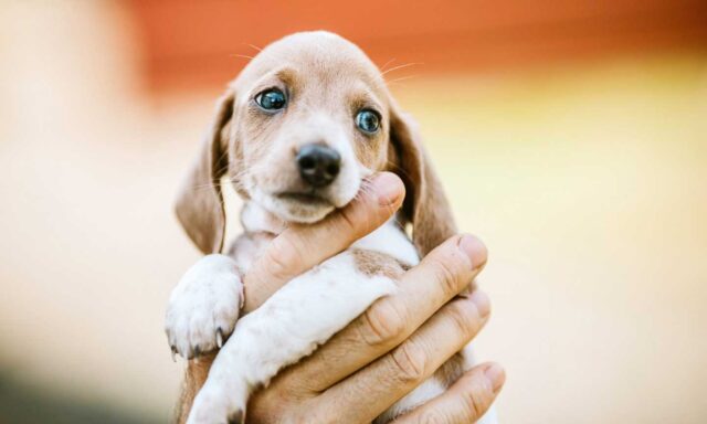 I cuccioli di cani non saranno più venduti in Francia a partire da gennaio 2024