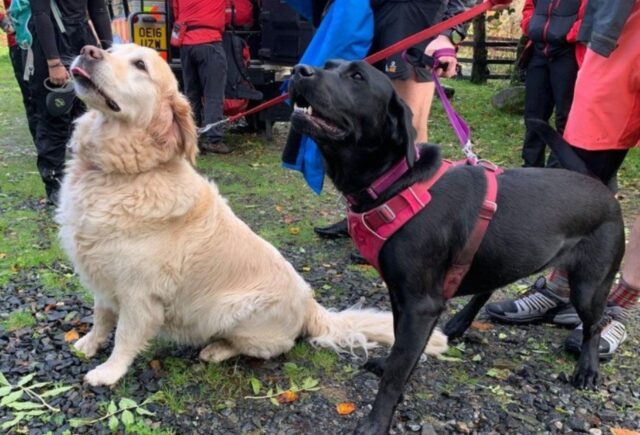 Due cuccioli di cane salvano il proprietario che sviene durante una passeggiata