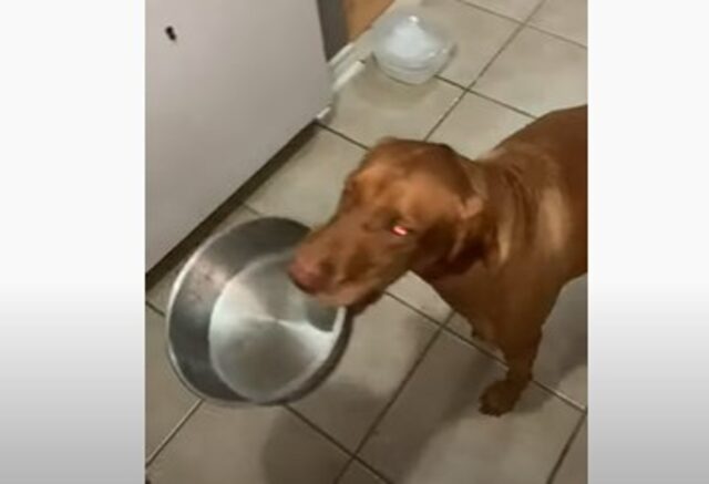 Due cuccioli di cane vogliono assaggiare un invitante tacchino (VIDEO)